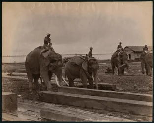 Munka elefántokkal, 1880 körül (albumnyomat)